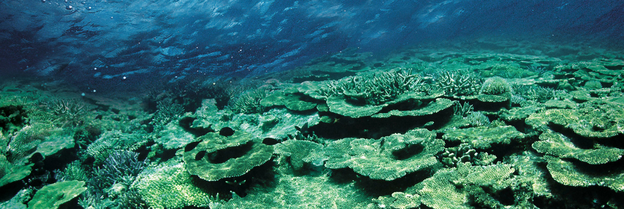 Koraly a mikroriasy Spirular